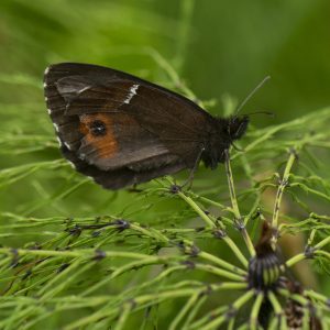 Erebia ligea (Linnaeus, 1758) Weißbindiger Mohrenfalter