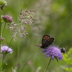 Erebia ligea (Linnaeus, 1758) Weißbindiger Mohrenfalter