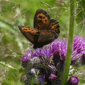 Erebia ligea (Linnaeus, 1758) Weißbindiger Mohrenfalter