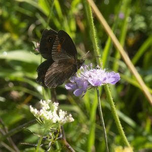 Erebia aethiops (Esper, 1777) Graubindiger Mohrenfalter