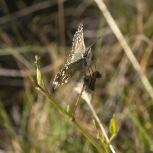 Pyrgus cirsii (Rambur, 1839) Spätsommer-Würfel-Dickkopffalter