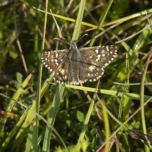 Pyrgus cirsii (Rambur, 1839) Spätsommer-Würfel-Dickkopffalter