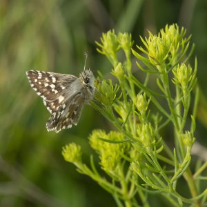 Pyrgus cirsii (Rambur, 1839) Spätsommer-Würfel-Dickkopffalter