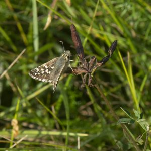 Pyrgus cirsii (Rambur, 1839) Spätsommer-Würfel-Dickkopffalter