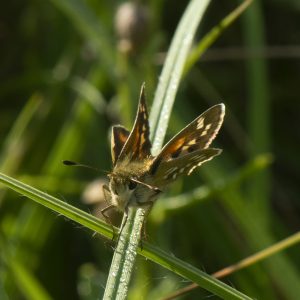 Hesperia comma (Linnaeus, 1758) Komma-Dickkopffalter