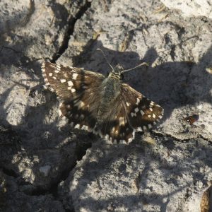 Pyrgus cirsii (Rambur, 1839) Spätsommer-Würfel-Dickkopffalter