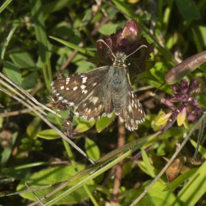 Pyrgus cirsii (Rambur, 1839) Spätsommer-Würfel-Dickkopffalter