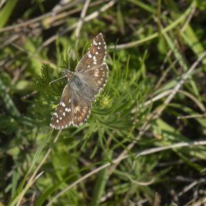 Pyrgus cirsii (Rambur, 1839) Spätsommer-Würfel-Dickkopffalter