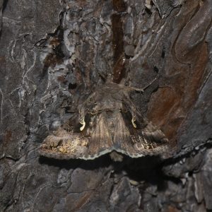 Autographa gamma (Linnaeus, 1758) Gammaeule, Gamma-Eule