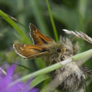 Hesperia comma (Linnaeus, 1758) Komma-Dickkopffalter