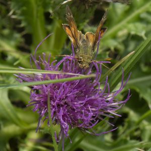 Hesperia comma (Linnaeus, 1758) Komma-Dickkopffalter