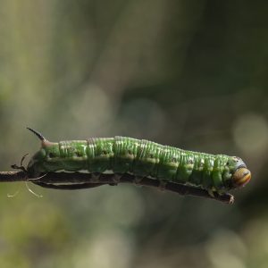 Sphinx pinastri Linnaeus, 1758 Kiefernschwärmer