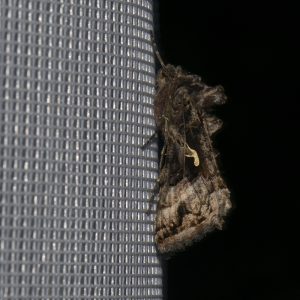 Autographa gamma (Linnaeus, 1758) Gammaeule, Gamma-Eule