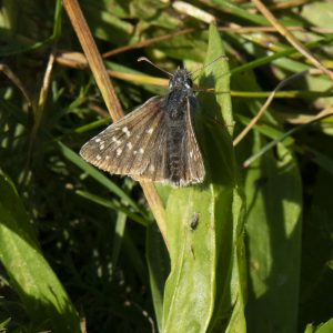 Pyrgus armoricanus (Oberthür, 1910) Mehrbrütiger Würfel-Dickkopffalter, Zweibrütiger Würfel-Dickkopffalter