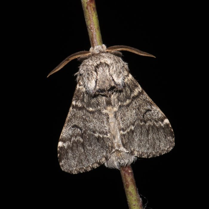 Drymonia ruficornis (Hufnagel, 1766) Dunkelgrauer Zahnspinner
