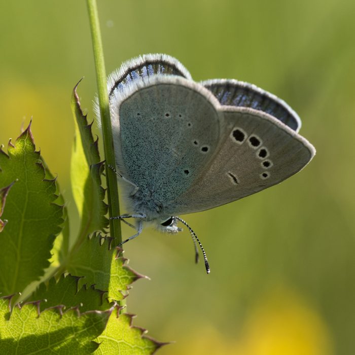 Glaucopsyche alexis (Poda, 1761) Alexis-Bläuling