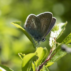 Eumedonia eumedon (Esper, 1780) Storchschnabel-Bläuling