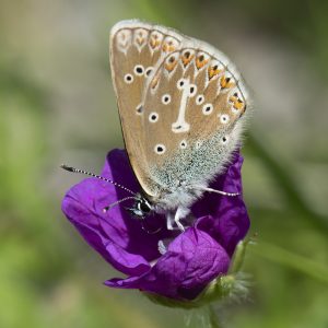 Eumedonia eumedon (Esper, 1780) Storchschnabel-Bläuling