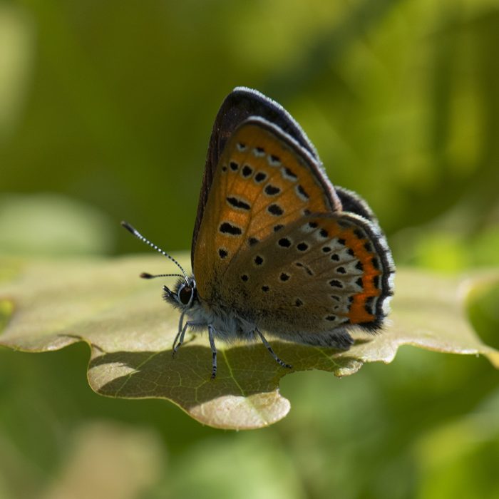 Lycaena helle (Denis & Schiffermüller, 1775) Blauschillernder Feuerfalter