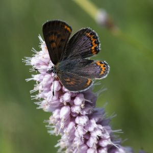 Lycaena helle (Denis & Schiffermüller, 1775) Blauschillernder Feuerfalter