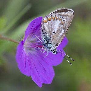 Eumedonia eumedon (Esper, 1780) Storchschnabel-Bläuling