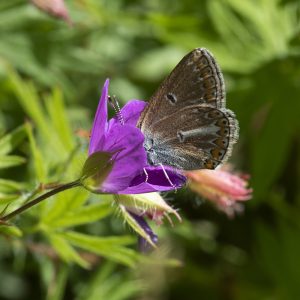 Eumedonia eumedon (Esper, 1780) Storchschnabel-Bläuling