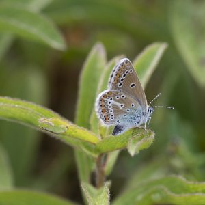 Eumedonia eumedon (Esper, 1780) Storchschnabel-Bläuling