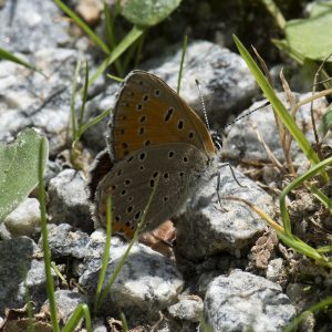 Lycaena alciphron (Rottemburg, 1775) Violetter Feuerfalter