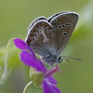 Eumedonia eumedon (Esper, 1780) Storchschnabel-Bläuling