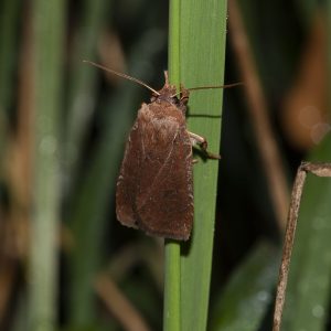 Conistra vaccinii (Linnaeus, 1761) Heidelbeer-Wintereule, Veränderliche Wintereule