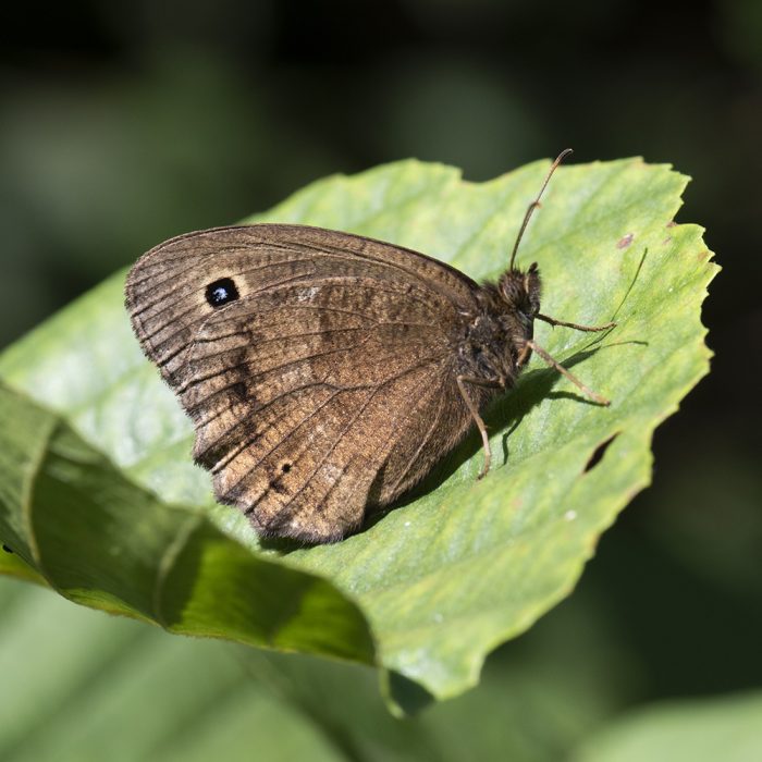Minois dryas (Scopoli, 1763) Blaukernauge, Blauäugiger Waldportier, Riedteufel