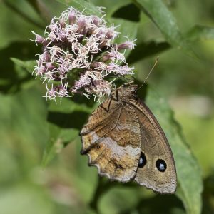 Minois dryas (Scopoli, 1763) Blaukernauge, Blauäugiger Waldportier, Riedteufel