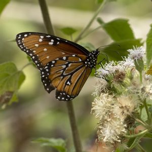 Danaus gilippus (Cramer, 1776) Queen