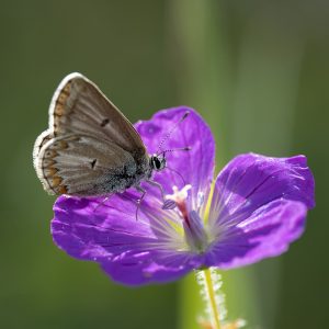 Eumedonia eumedon (Esper, 1780) Storchschnabel-Bläuling