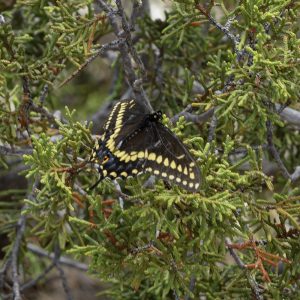 Papilio polyxenes (Fabricius, 1775) Black Swallowtail, Eastern Black Swallowtail, American Swallowtail