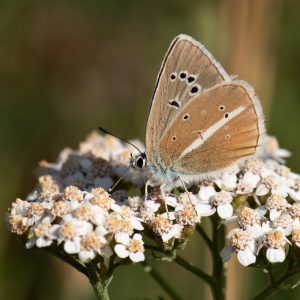 Polyommatus damon (Denis & Schiffermüller, 1775) Großer Esparsetten-Bläuling