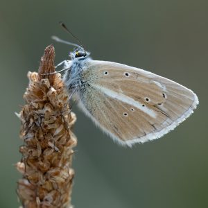 Polyommatus damon (Denis & Schiffermüller, 1775) Großer Esparsetten-Bläuling