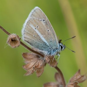 Polyommatus damon (Denis & Schiffermüller, 1775) Großer Esparsetten-Bläuling