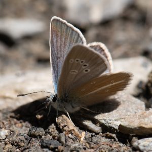 Polyommatus damon (Denis & Schiffermüller, 1775) Großer Esparsetten-Bläuling
