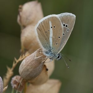 Polyommatus damon (Denis & Schiffermüller, 1775) Großer Esparsetten-Bläuling