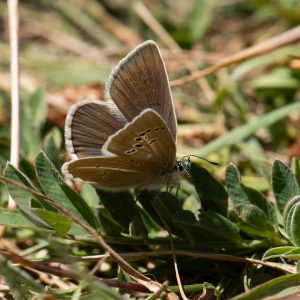 Polyommatus damon (Denis & Schiffermüller, 1775) Großer Esparsetten-Bläuling