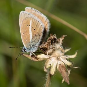 Polyommatus damon (Denis & Schiffermüller, 1775) Großer Esparsetten-Bläuling
