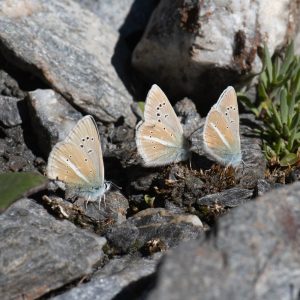 Polyommatus damon (Denis & Schiffermüller, 1775) Großer Esparsetten-Bläuling
