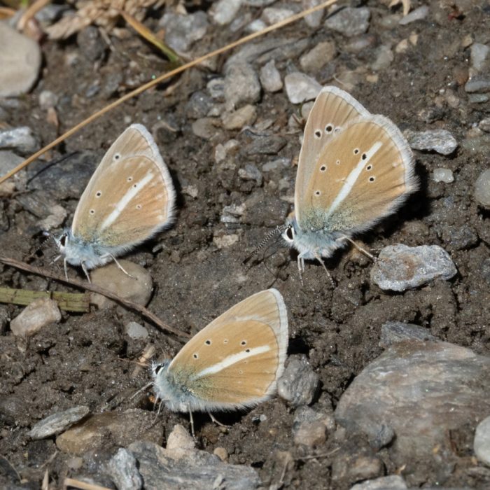 Polyommatus damon (Denis & Schiffermüller, 1775) Großer Esparsetten-Bläuling