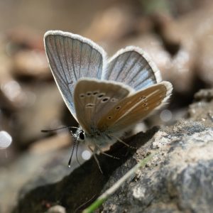 Polyommatus damon (Denis & Schiffermüller, 1775) Großer Esparsetten-Bläuling
