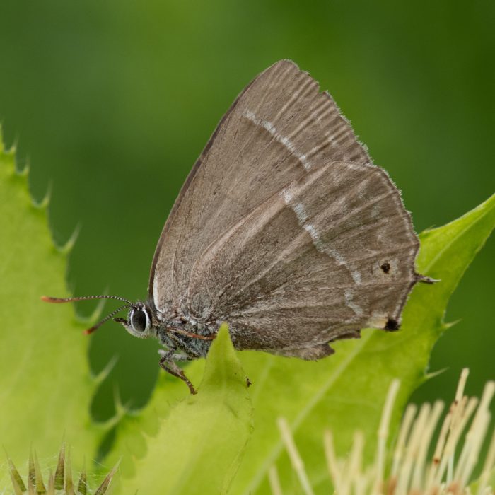 Favonius quercus (Linnaeus, 1758) Blauer Eichen-Zipfelfalter