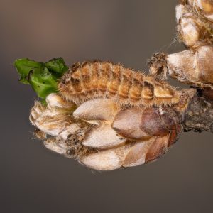 Favonius quercus (Linnaeus, 1758) Blauer Eichen-Zipfelfalter