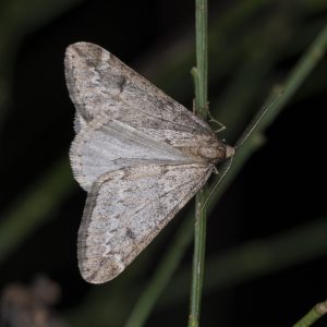 Alsophila aescularia (Denis & Schiffermüller, 1775) Frühlings-Kreuzflügel