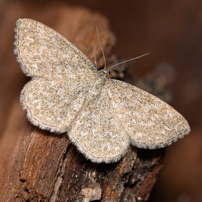 Scopula immorata (Linnaeus, 1758) Marmorierter Kleinspanner