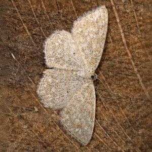 Scopula immorata (Linnaeus, 1758) Marmorierter Kleinspanner